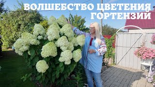 Волшебство цветения гортензий