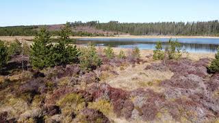 Tain Hill Loch