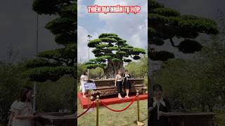 Ôi trời đất ơi #bonsai #yeucay #shortvideo