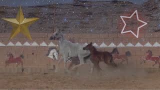 فرس عربية أصيلة   Authentic Arabian horses