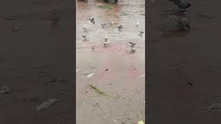 Pigeons looking for food#youtubeshorts #shorts #short #pigeon