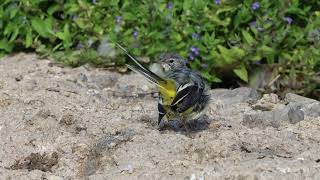 Grey wagtail " Motacilla cinerea"