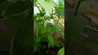 Antha Aruvi/Chitha/Sidharth/chilli Plant/#youtubeshorts#