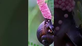 Snail’s pink eggs, nature's tiny treasures in a world of green. #futurebeats #downtempo #psychill