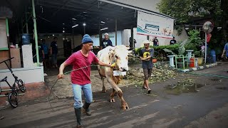 1,5 TON DAGING QURBAN dari ADENA