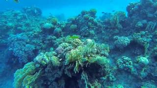 подводный мир красного моря! Under water Red Sea!!!