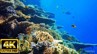 (4K) - Underwater world of the Red Sea /RELAX/ Egypt - Подводная красота Красного моря/Египет/СУПЕР!