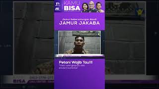 Jamur Jakaba - Jamur Keberuntungan Abadi #kamubisa #hopechannelindonesia #JamurKeberuntunganAbadi