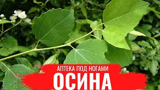 ОСИНА /О правилах сбора, нюансах заготовки и приготовлении полезных настоев / Аптека под ногами