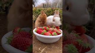 The little rabbit realizes the freedom of petting strawberries. Rabbit, a cute little pastoral pet.