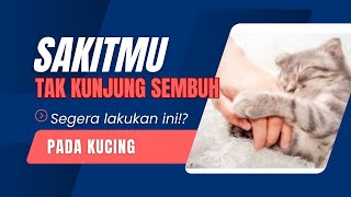 Bila sakitmu tak kunjung sembuh segera lakukan ini pada kucing