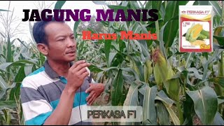 JAGUNG MANIS PERKASA F1 #testimoni #jagungmanis perkasaF1 #manisnyatidakberdusta