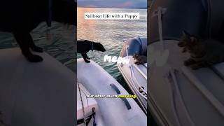 Dogs, Cats, and Dinghy's oh my! #boatdog #boatcat #sailboat #lifeaquatic