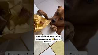 No creerás lo que le hacen a este perrito 😭😰🤣