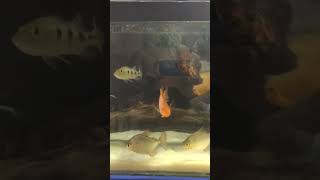 #viral#shorts#imported#peacockbass#oscar#bilash aqua&vlogs