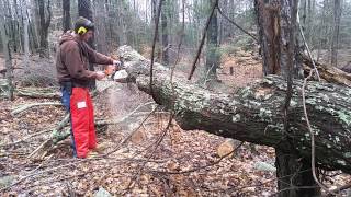 Cutting a big tree with the Stihl MS250 and Stihl 025