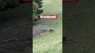 Alle Jahre wieder röhren die Hirsche im Oktober #brunft #hirsch