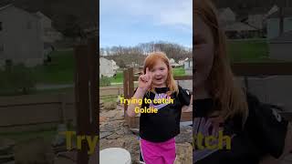 Trying to catch Goldie | Adventures of 3 Gingers | #shorts