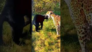 Leopard Vs Black Panther Epic Fight 🔥