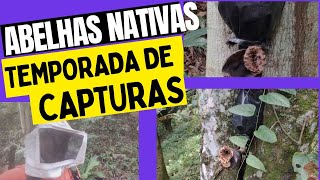 Abelhas Nativas - Temporada de Capturas .