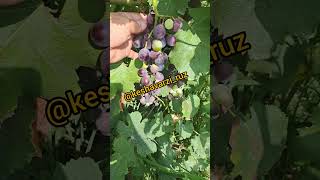 #grape #garden #grafting #graft #diy #farm #black grape #انگور #انگورسیاه