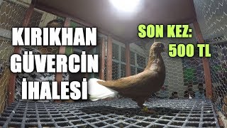 KIRIKHAN GÜVERCİN İHALESİ: HER FİYATTAN! HASAN GÜLSÜREN