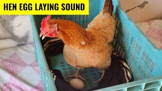 Hen Egg Laying Sound  || Hen Make Noise After Laying Egg 🥚🐓