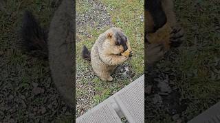 Chubby and Adorable: Himalayan Marmot Enjoys Cookie Treats!#cutemarmot #cuteanimals #marmot #marmota