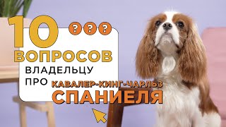 10 вопросов о Кавалер-Кинг-Чарльз-Спаниеле / Характер и поведение кавалеров