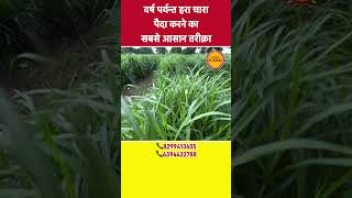 Napier grass seed in india | Multicut green fodder | #shortsvideo