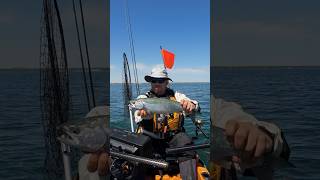 Lake Michigan Coho Slams My Flasher Fly