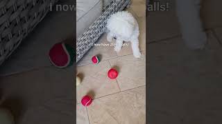 Dog math is the right math! #shorts #short #funny #dog #youtubeshorts #shortvideo #cute