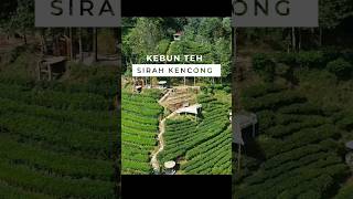 Kebun teh Sirah Kencong #sirahkencong #blitar #wisatablitar #drone #atasangin #atasanginindonesia