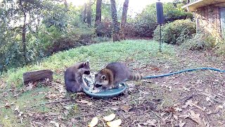 Raccoon Babies Playing With The Sprinkler