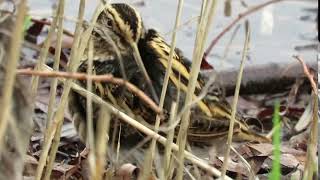 Jack Snipe at Greenwich Ecology Park