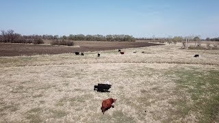 Cows in a Pasture - DJI Mavic Pro Platinum