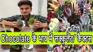 Chocolate/ चॉकलेट के भाव में यहाँ मिलेगे शानदार सक्यूलेंट/ Succulent 👌 | Unboxing and Honest Review