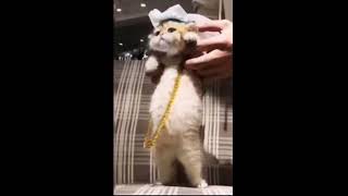 WATCH WHAT A CUTE VIDEO I FOUND ON TIK TOK!❤️(video from tik tok)