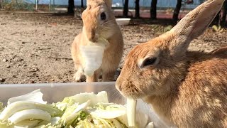 Rabbit that wants to eat vegetables but can't