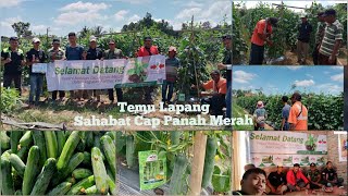 Temu Lapang Mentimun BATARA F1 di Lampung Selatan #mentimun  #batara #cappanahmerah #lampung