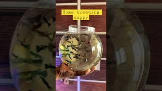 89 guppy in bowl | checking size on 80 days guppy #shorts  #guppy #fish #petsmemo #amolkoli