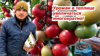 Сделайте ТАК в теплице прямо сейчас- плодородие повысится, а болезни уйдут🌱!