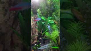 aquarium setup #shorts #trending #viral