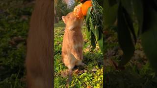 #pets #cute #animals #eating #bunny #youtubeshorts #funny #nature