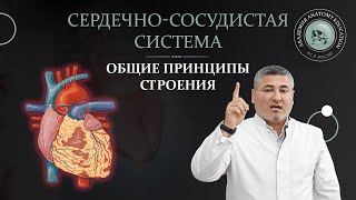 Общие принципы строения сердечно-сосудистой системы