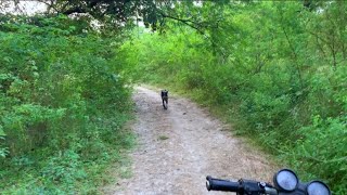 Dog 🐕 in jungle | Jungle Mein Kutta Mil Gaya | Kasim Vlog