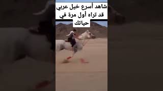 أسرع خيل عربي راح تشوفوا