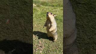 Chubby Himalayan Marmot Running Away #cutemarmot #marmot #animals #cute #eatingbread #cuteanimals