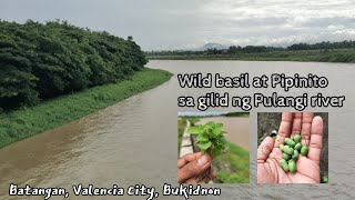 Wild basil | Pipinito | Pulangi river | Batangan, Valencia city, Bukidnon