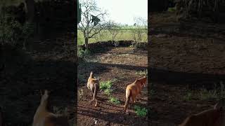 Que chulada de caballos 🐎 en el rancho el Picacho Zacatecas